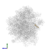 Ubiquitin-ribosomal protein eL40A fusion protein in PDB entry 3j77, assembly 1, side view.