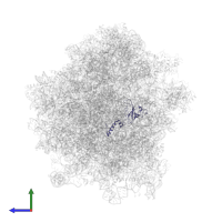 Small ribosomal subunit protein uS12A in PDB entry 3j77, assembly 1, side view.