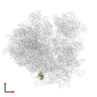 Large ribosomal subunit protein eL38 in PDB entry 3j78, assembly 1, front view.