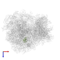 Large ribosomal subunit protein eL38 in PDB entry 3j78, assembly 1, top view.
