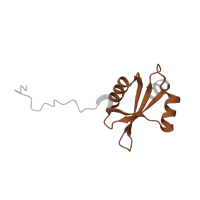 The deposited structure of PDB entry 3j79 contains 1 copy of Pfam domain PF00276 (Ribosomal protein L23) in Large ribosomal subunit protein uL23 N-terminal domain-containing protein. Showing 1 copy in chain Y.