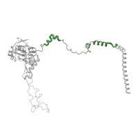 The deposited structure of PDB entry 3j79 contains 1 copy of Pfam domain PF14374 (60S ribosomal protein L4 C-terminal domain) in Large ribosomal subunit protein uL4 C-terminal domain-containing protein. Showing 1 copy in chain F.