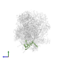 Large ribosomal subunit protein bL28m in PDB entry 3j7y, assembly 1, side view.