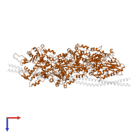 Actin, alpha skeletal muscle in PDB entry 3j8a, assembly 1, top view.