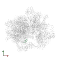 Large ribosomal subunit protein bL33m in PDB entry 3j9m, assembly 1, front view.