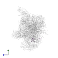 Large ribosomal subunit protein mL49 in PDB entry 3j9m, assembly 1, side view.