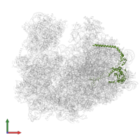 Large ribosomal subunit protein uL4 C-terminal domain-containing protein in PDB entry 3jbn, assembly 1, front view.