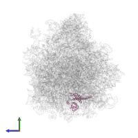 Large ribosomal subunit protein eL19 domain-containing protein in PDB entry 3jbp, assembly 1, side view.