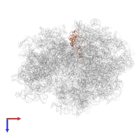 Large ribosomal subunit protein uL2 in PDB entry 3jce, assembly 1, top view.