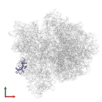 Small ribosomal subunit protein uS4 in PDB entry 3jce, assembly 1, front view.