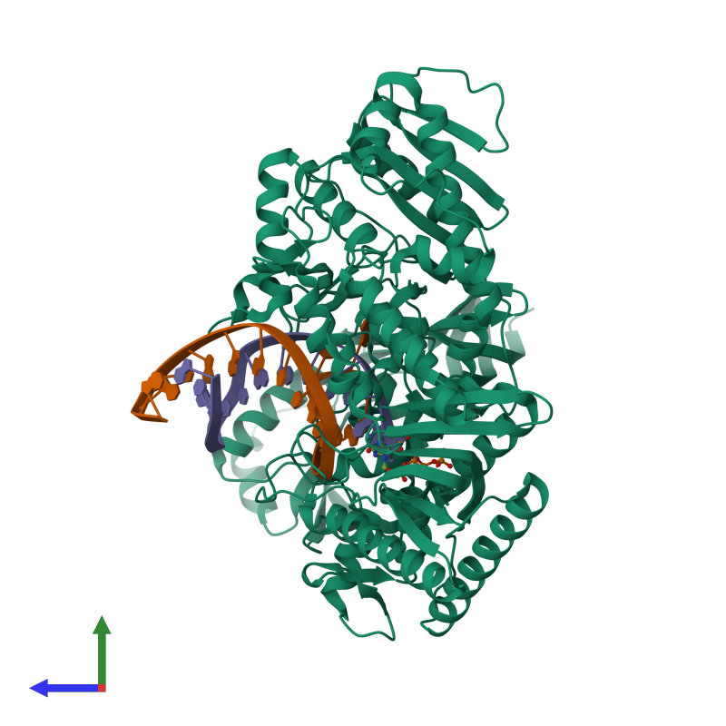 <div class='caption-body'><ul class ='image_legend_ul'>The deposited structure of PDB entry 3k5l coloured by chain and viewed from the side. The entry contains: <li class ='image_legend_li'>1 copy of DNA polymerase II</li> <li class ='image_legend_li'>1 copy of DNA (5'-D(*TP*AP*TP*(3DR)P*GP*TP*AP*CP*GP*CP*TP*AP*GP*GP*CP*AP*CP*A)-3')</li> <li class ='image_legend_li'>1 copy of DNA (5'-D(*GP*TP*GP*CP*CP*TP*AP*GP*CP*GP*TP*AP*(DOC))-3')</li><li class ='image_legend_li'>[]<ul class ='image_legend_ul'><li class ='image_legend_li'>1 copy of 2'-DEOXYADENOSINE 5'-TRIPHOSPHATE</li> <li class ='image_legend_li'>2 copies of MAGNESIUM ION</li></ul></li></div>