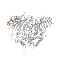 The deposited structure of PDB entry 3l4t contains 1 copy of CATH domain 4.10.110.10 (Spasmolytic Protein; domain 1) in Maltase-glucoamylase. Showing 1 copy in chain A.