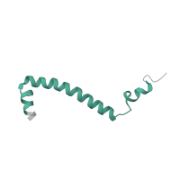 The deposited structure of PDB entry 3l72 contains 2 copies of Pfam domain PF05365 (Ubiquinol-cytochrome C reductase, UQCRX/QCR9 like) in Complex III subunit 9. Showing 1 copy in chain J.