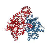 The deposited structure of PDB entry 3l79 contains 2 copies of CATH domain 3.40.50.2000 (Rossmann fold) in Glycogen phosphorylase, muscle form. Showing 2 copies in chain A.