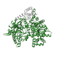 The deposited structure of PDB entry 3l79 contains 1 copy of Pfam domain PF00343 (Carbohydrate phosphorylase) in Glycogen phosphorylase, muscle form. Showing 1 copy in chain A.