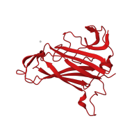 The deposited structure of PDB entry 3n0i contains 3 copies of CATH domain 2.60.90.10 (Adenovirus Type 5 Fiber Protein (Receptor Binding Domain)) in Adenoviral fibre protein knob domain-containing protein. Showing 1 copy in chain B.