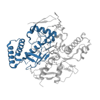 The deposited structure of PDB entry 3n62 contains 2 copies of CATH domain 3.90.340.10 (Nitric Oxide Synthase; Chain A, domain 1) in Nitric oxide synthase 1. Showing 1 copy in chain B.