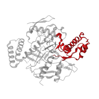 The deposited structure of PDB entry 3nln contains 2 copies of CATH domain 3.90.1230.10 (Bovine Endothelial Nitric Oxide Synthase Heme Domain; Chain: A,domain 3) in Nitric oxide synthase 1. Showing 1 copy in chain B.