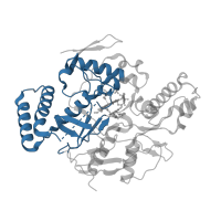 The deposited structure of PDB entry 3nln contains 2 copies of CATH domain 3.90.340.10 (Nitric Oxide Synthase; Chain A, domain 1) in Nitric oxide synthase 1. Showing 1 copy in chain B.