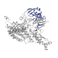 The deposited structure of PDB entry 3nvw contains 2 copies of Pfam domain PF01315 (Aldehyde oxidase and xanthine dehydrogenase, a/b hammerhead domain) in Xanthine dehydrogenase/oxidase. Showing 1 copy in chain C.