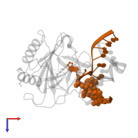 DNA (5'-D(*T*AP*GP*GP*TP*AP*AP*(EDA)P*AP*CP*CP*GP*T)-3') in PDB entry 3o1p, assembly 1, top view.