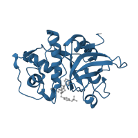 The deposited structure of PDB entry 3of9 contains 1 copy of Pfam domain PF00112 (Papain family cysteine protease) in Cathepsin L. Showing 1 copy in chain A.