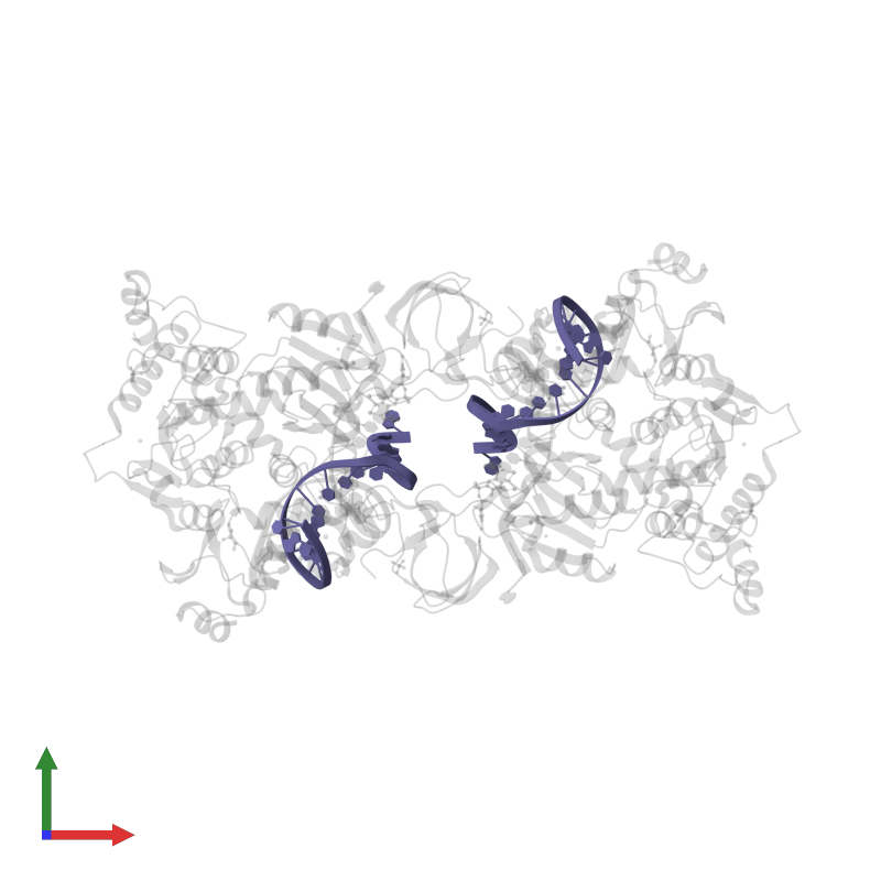 <div class='caption-body'>PDB entry 3oya contains 2 copies of DNA (5'-D(*TP*GP*CP*GP*AP*AP*AP*TP*TP*CP*CP*AP*TP*GP*AP*CP*A)-3') in assembly 1. This DNA molecule is highlighted and viewed from the front.</div>