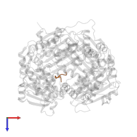 active site bound peptide in PDB entry 3p7o, assembly 2, top view.
