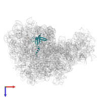 Large ribosomal subunit protein bL19 in PDB entry 3pip, assembly 1, top view.