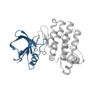 The deposited structure of PDB entry 3pj3 contains 1 copy of CATH domain 3.30.200.20 (Phosphorylase Kinase; domain 1) in Tyrosine-protein kinase BTK. Showing 1 copy in chain A.
