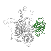 The deposited structure of PDB entry 3pq2 contains 4 copies of CATH domain 3.40.50.880 (Rossmann fold) in Catalase HPII. Showing 1 copy in chain A.