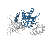 The deposited structure of PDB entry 3q1k contains 4 copies of CATH domain 3.30.470.20 (D-amino Acid Aminotransferase; Chain A, domain 1) in D-alanine--D-alanine ligase A. Showing 1 copy in chain A.