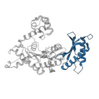 The deposited structure of PDB entry 3q8s contains 1 copy of CATH domain 3.30.1490.100 (Dna Ligase; domain 1) in DNA polymerase iota. Showing 1 copy in chain A [auth B].