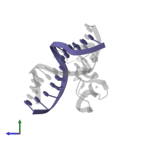 5'-D(*GP*CP*CP*AP*GP*CP*GP*GP*TP*GP*GP*C)-3' in PDB entry 3qmc, assembly 1, side view.