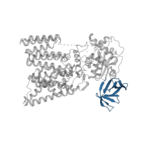 The deposited structure of PDB entry 3rce contains 1 copy of Pfam domain PF18527 (STT3/PglB C-terminal beta-barrel domain) in Undecaprenyl-diphosphooligosaccharide--protein glycotransferase. Showing 1 copy in chain A.