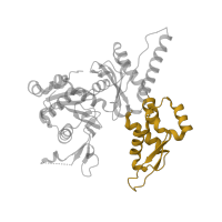 The deposited structure of PDB entry 3rse contains 1 copy of CATH domain 3.90.640.10 (Actin; Chain A, domain 4) in Actin-related protein 3. Showing 1 copy in chain A.