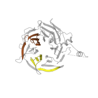 The deposited structure of PDB entry 3rse contains 2 copies of Pfam domain PF00400 (WD domain, G-beta repeat) in Actin-related protein 2/3 complex subunit 1B. Showing 2 copies in chain C.