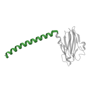 The deposited structure of PDB entry 3s33 contains 1 copy of Pfam domain PF09125 (Cytochrome C oxidase subunit II, transmembrane) in Cytochrome c oxidase subunit 2. Showing 1 copy in chain B.