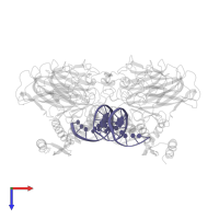 CDKN1A(p21) anti-sense strand in PDB entry 3ts8, assembly 1, top view.