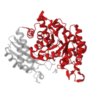 The deposited structure of PDB entry 3uje contains 2 copies of CATH domain 3.20.20.120 (TIM Barrel) in Gamma-enolase. Showing 1 copy in chain A.