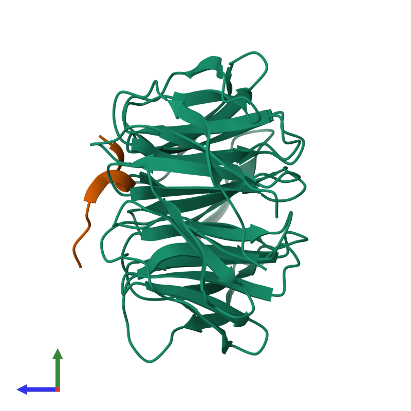 <div class='caption-body'><ul class ='image_legend_ul'>The deposited structure of PDB entry 3uvm coloured by chain and viewed from the side. The entry contains: <li class ='image_legend_li'>1 copy of WD repeat-containing protein 5</li> <li class ='image_legend_li'>1 copy of Histone-lysine N-methyltransferase MLL4</li><li class ='image_legend_li'>[]</li></ul></li></ul></li></div>