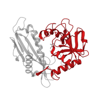 The deposited structure of PDB entry 3uyy contains 2 copies of CATH domain 3.20.10.10 (D-amino Acid Aminotransferase; Chain A, domain 2) in Branched-chain-amino-acid aminotransferase. Showing 1 copy in chain B.