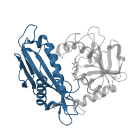 The deposited structure of PDB entry 3uyy contains 2 copies of CATH domain 3.30.470.10 (D-amino Acid Aminotransferase; Chain A, domain 1) in Branched-chain-amino-acid aminotransferase. Showing 1 copy in chain B.