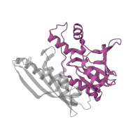 The deposited structure of PDB entry 3vti contains 2 copies of CATH domain 3.90.650.10 (Phosphoribosyl-aminoimidazole Synthetase; Chain A, domain 2) in Hydrogenase maturation factor. Showing 1 copy in chain C.