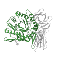 The deposited structure of PDB entry 3w81 contains 2 copies of CATH domain 3.20.20.80 (TIM Barrel) in Alpha-L-iduronidase. Showing 1 copy in chain A.