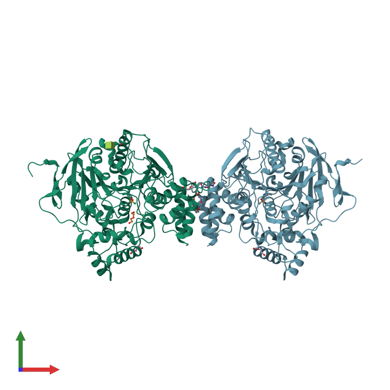 <div class='caption-body'><ul class ='image_legend_ul'>The deposited structure of PDB entry 3zlt coloured by chain and viewed from the front. The entry contains: <li class ='image_legend_li'>2 copies of ACETYLCHOLINESTERASE</li><li class ='image_legend_li'>[]<ul class ='image_legend_ul'><li class ='image_legend_li'>1 copy of 2-acetamido-2-deoxy-beta-D-glucopyranose</li> <li class ='image_legend_li'>5 copies of 2-(2-METHOXYETHOXY)ETHANOL</li> <li class ='image_legend_li'>1 copy of 2-{2-[2-(2-{2-[2-(2-ETHOXY-ETHOXY)-ETHOXY]-ETHOXY}-ETHOXY)-ETHOXY]-ETHOXY}-ETHANOL</li></ul></li></div>