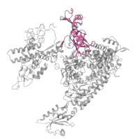 The deposited structure of PDB entry 4a3j contains 1 copy of Pfam domain PF00623 (RNA polymerase Rpb1, domain 2) in DNA-directed RNA polymerase II subunit RPB1. Showing 1 copy in chain A.