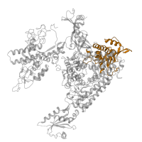 The deposited structure of PDB entry 4a3j contains 1 copy of Pfam domain PF04983 (RNA polymerase Rpb1, domain 3) in DNA-directed RNA polymerase II subunit RPB1. Showing 1 copy in chain A.