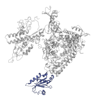 The deposited structure of PDB entry 4a3j contains 1 copy of Pfam domain PF04990 (RNA polymerase Rpb1, domain 7) in DNA-directed RNA polymerase II subunit RPB1. Showing 1 copy in chain A.
