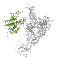 The deposited structure of PDB entry 4a3j contains 1 copy of Pfam domain PF04997 (RNA polymerase Rpb1, domain 1) in DNA-directed RNA polymerase II subunit RPB1. Showing 1 copy in chain A.